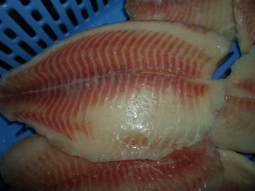 Φρέσκα παγωμένα θαλασσινά προέλευσης της Ταϊλάνδης/παγωμένη όγκος Tilapia ψαριών λωρίδα