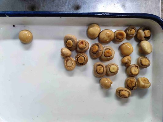 Ολόκληρα Κονσερβοποιημένα Μανιτάρια Champignon 100% Φρέσκα Ολόκληρα Μανιτάρια Χύμα